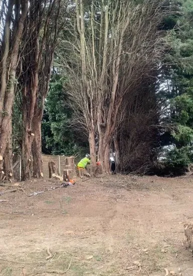 Woodland clearance with felled trees and cleared ground